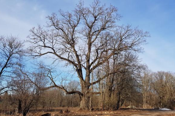 В Ленинградской области стартовал конкурс на лучшее историческое дерево (дерево-памятник живой природы), произрастающее в населенных пунктах 47 региона.